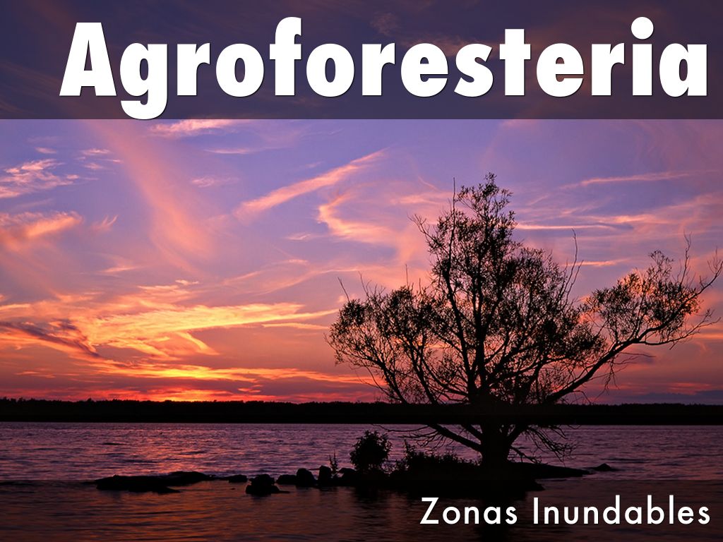 Agroforesteria