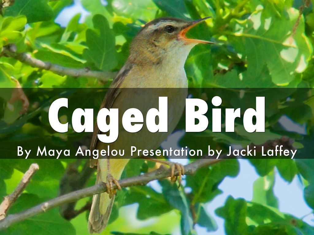 Caged bird by s122967