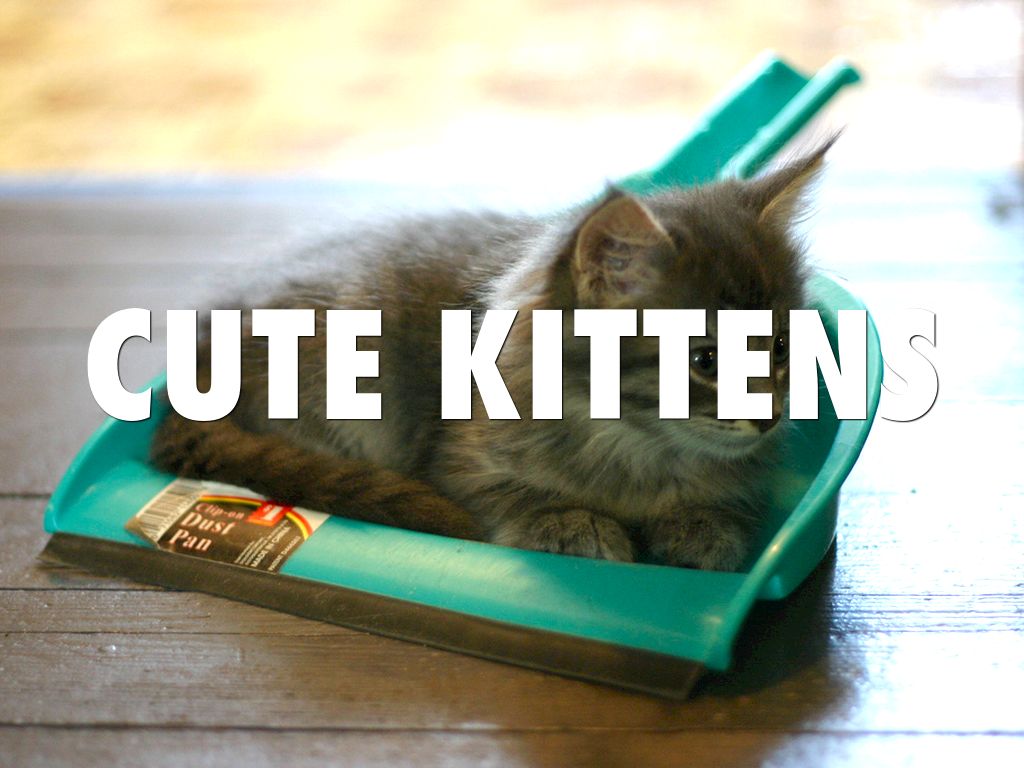 Cute Kittens