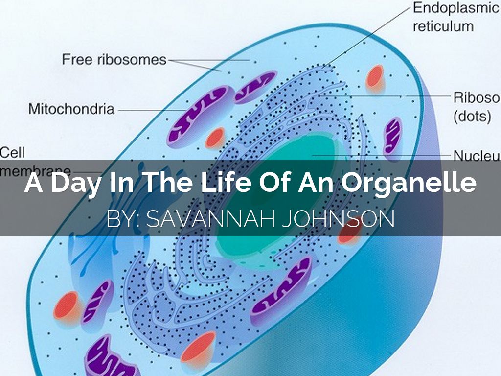 A Day In The Life Of A Cell