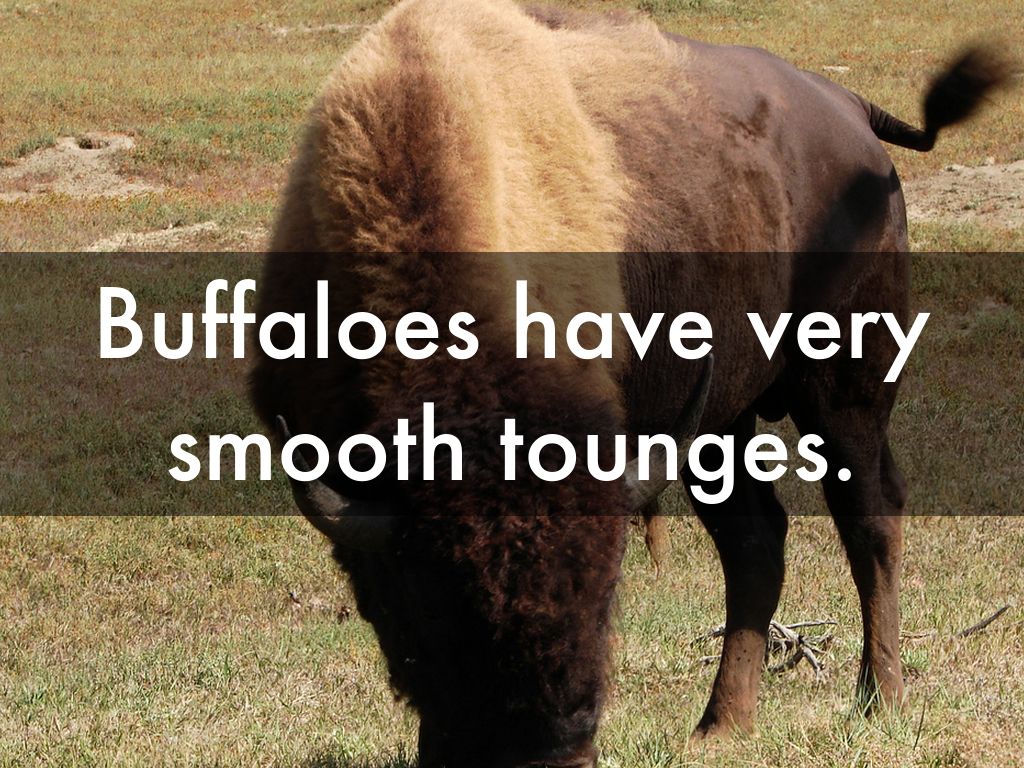 Buffalos by Rita Kroeger