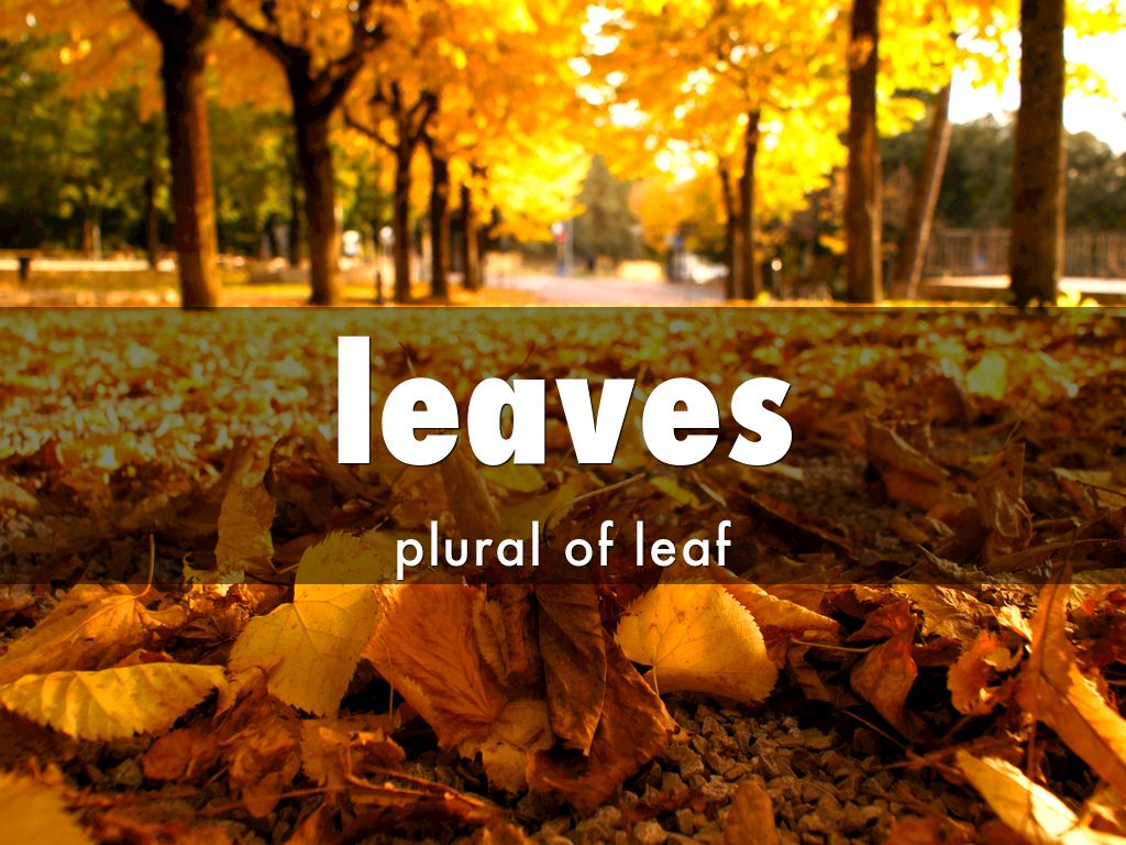 Spelling Word Week 5 by msouza1