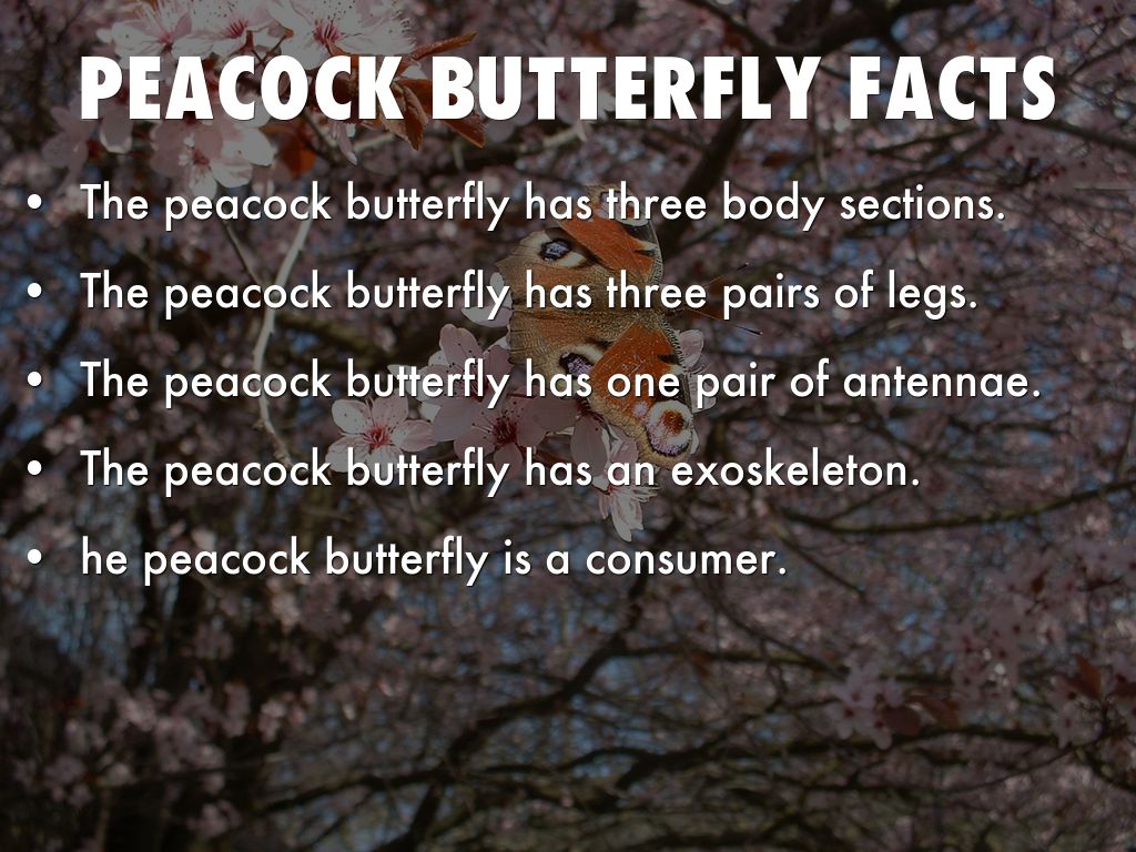 Peacock Butterfly by bianchie