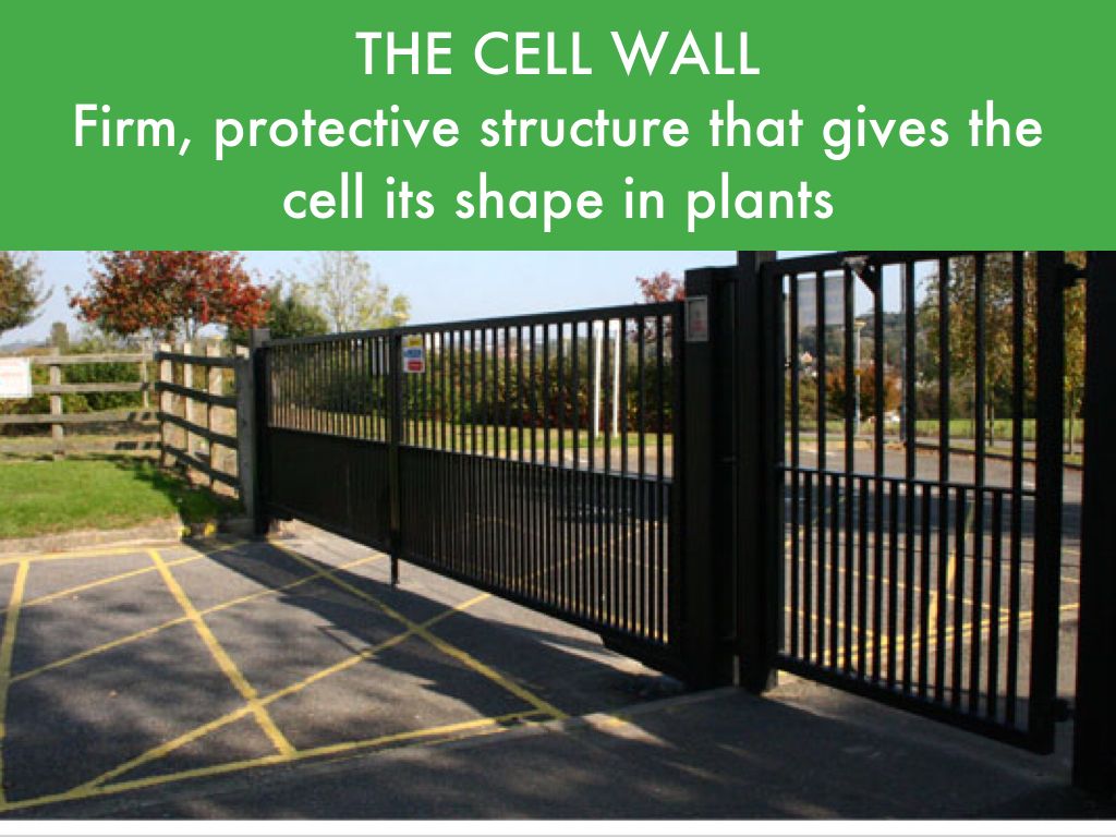THE CELL AS A SCHOOL By Matt Sims