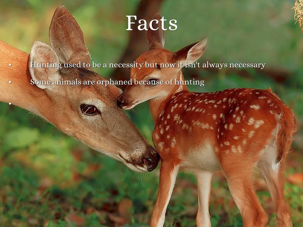 Hunting and Poaching by media12