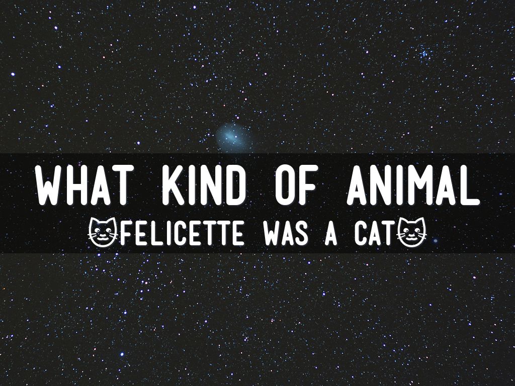 Felicette The Cat