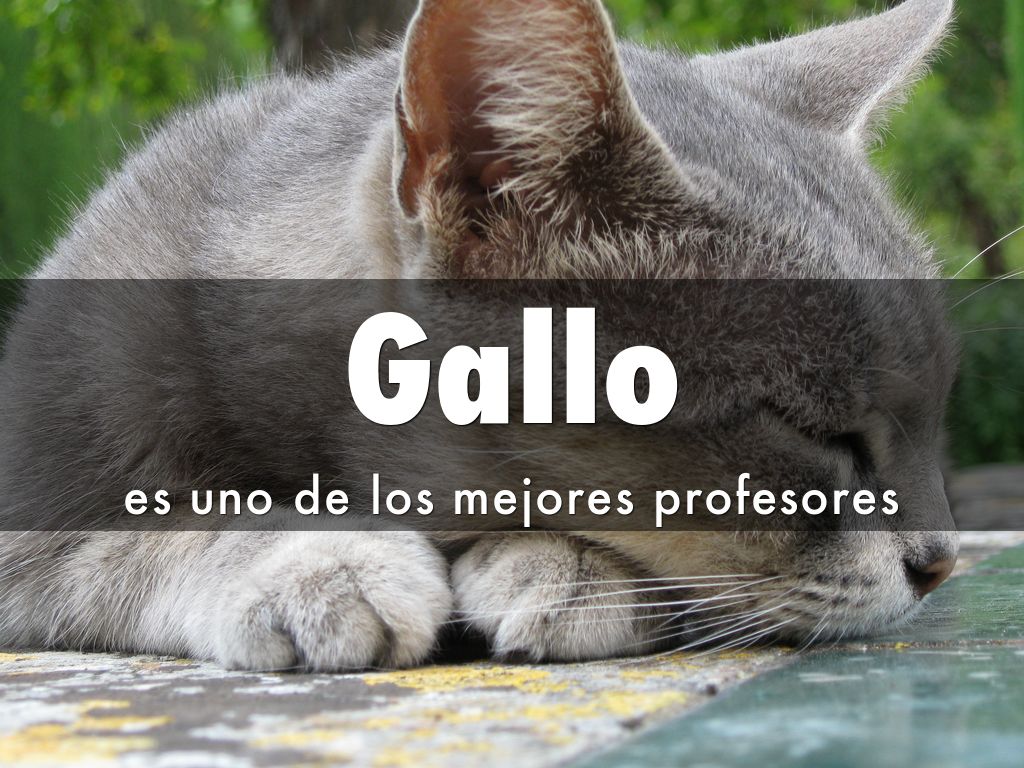 Gallo