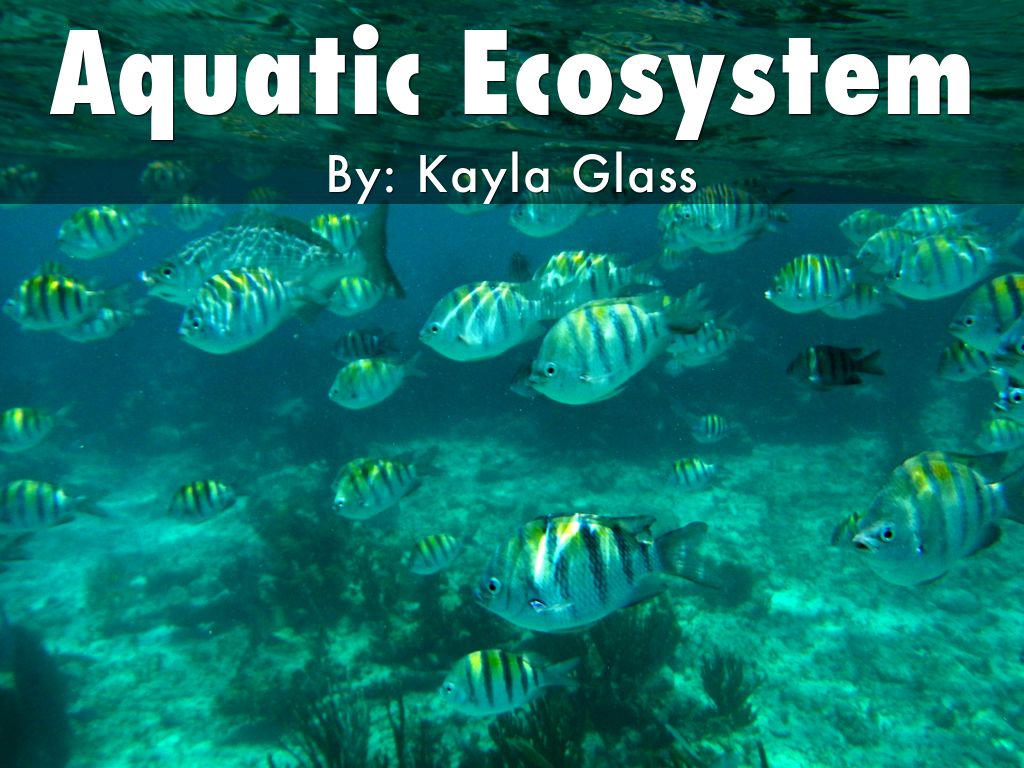 Aquatic Ecosystem