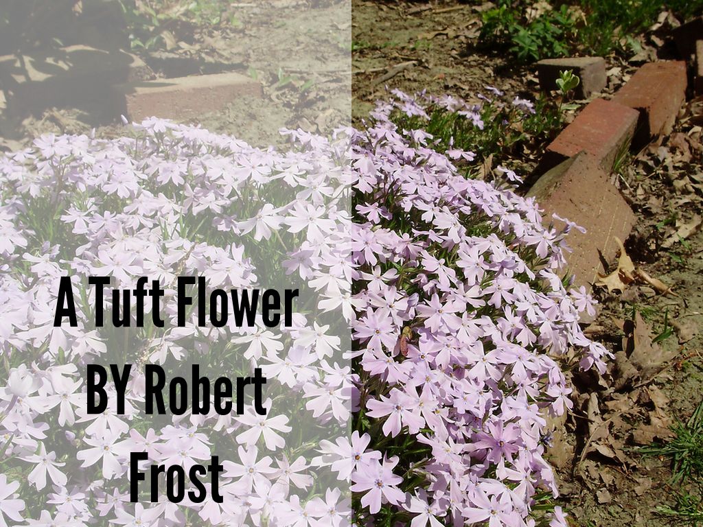 Copy of Copy of A Tuft Flower BY Robert Frost