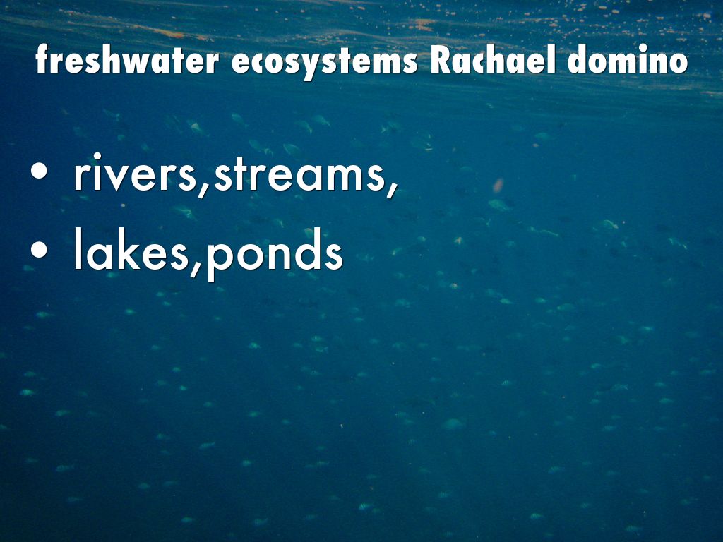 freshwater ecosystems Rachael domino
