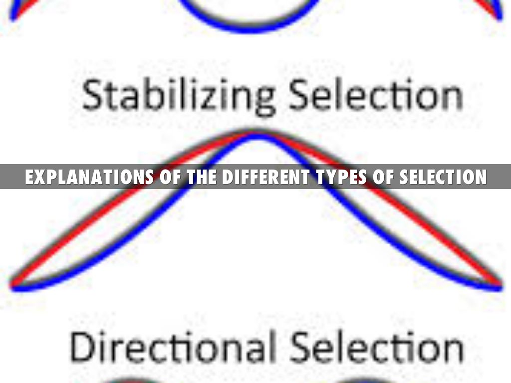 Evolution by jalong1208