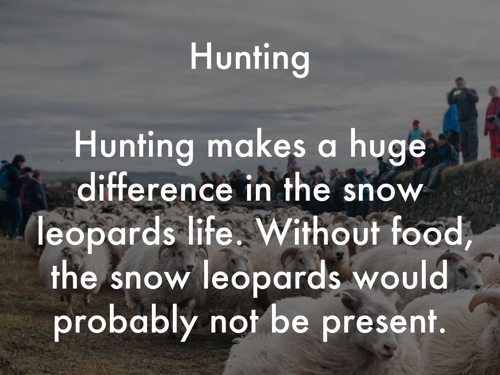 Snow Leopards by erinh21