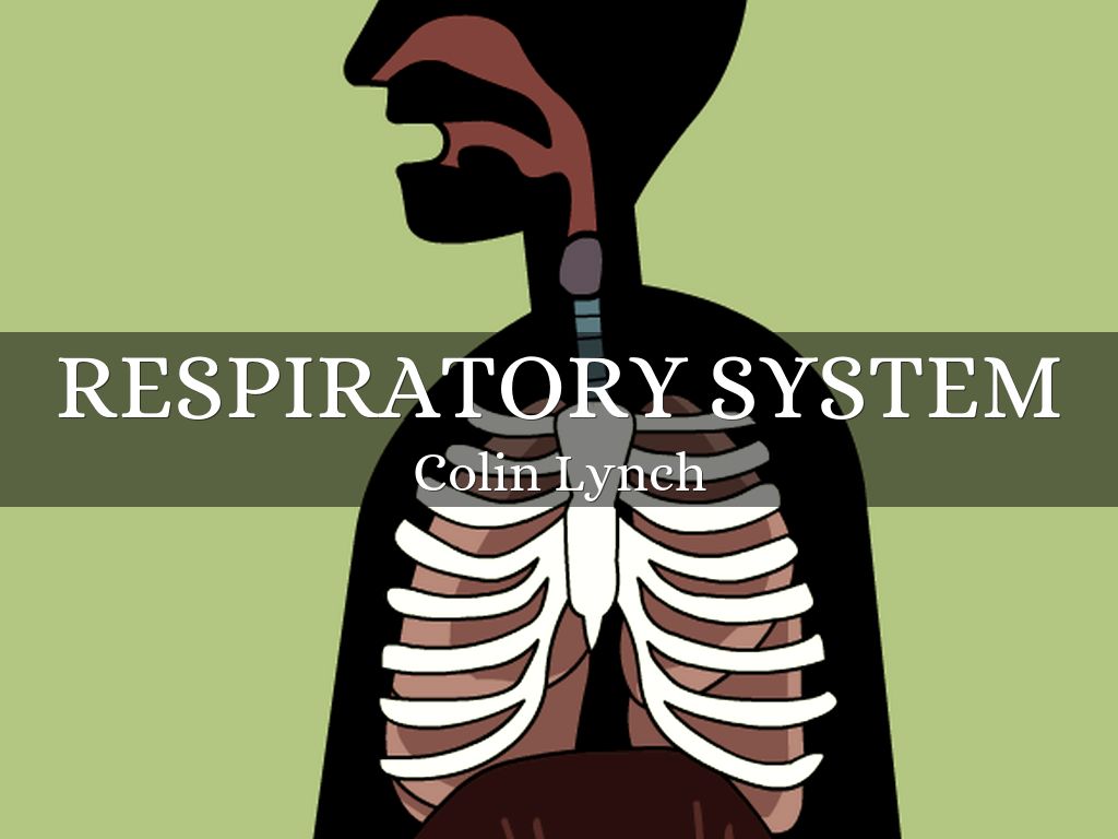 respiratory system