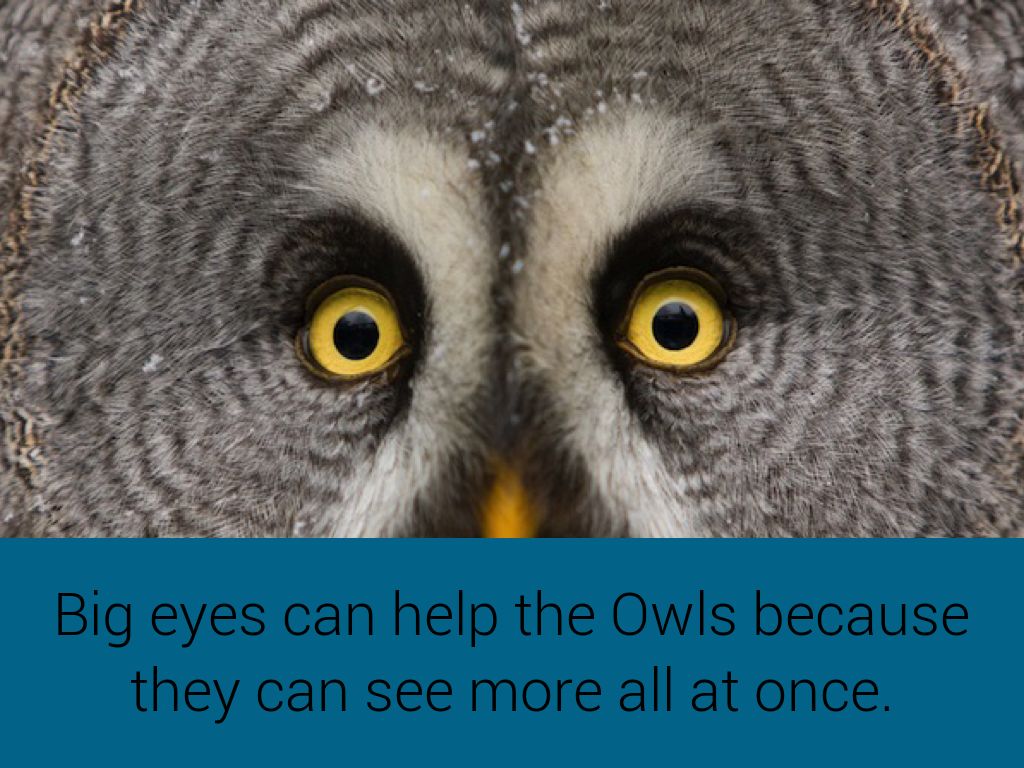What Does Seeing An Owl At Night Mean