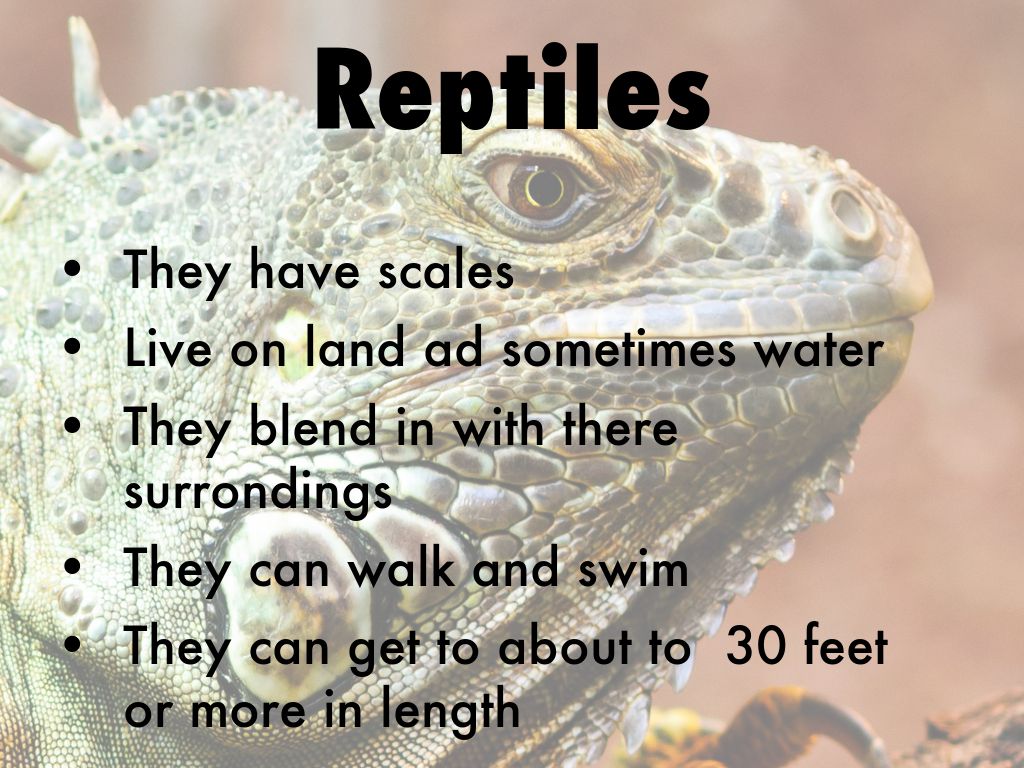 Reptiles by k049790