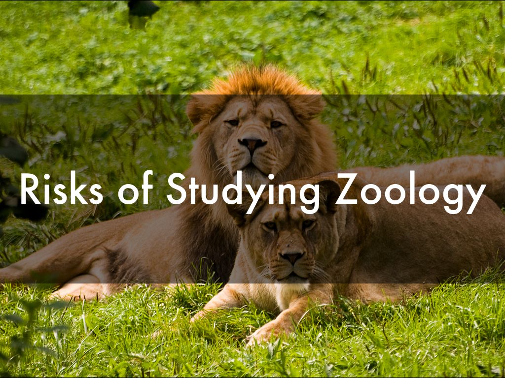 Zoologist By Hannah