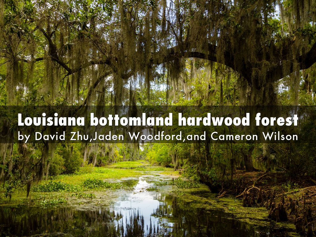 Louisiana bottomland hardwood forest by Hey people!