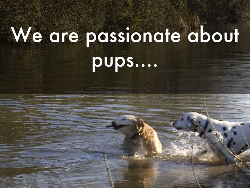 We are passionate about pups....