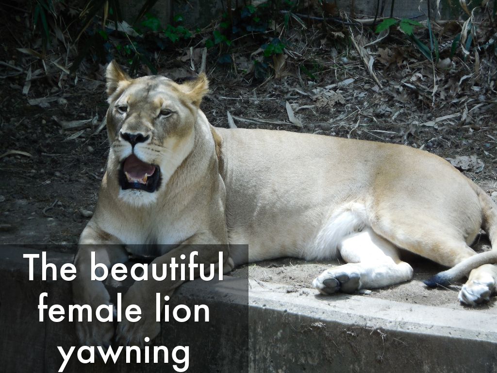 The beautiful female lion yawning