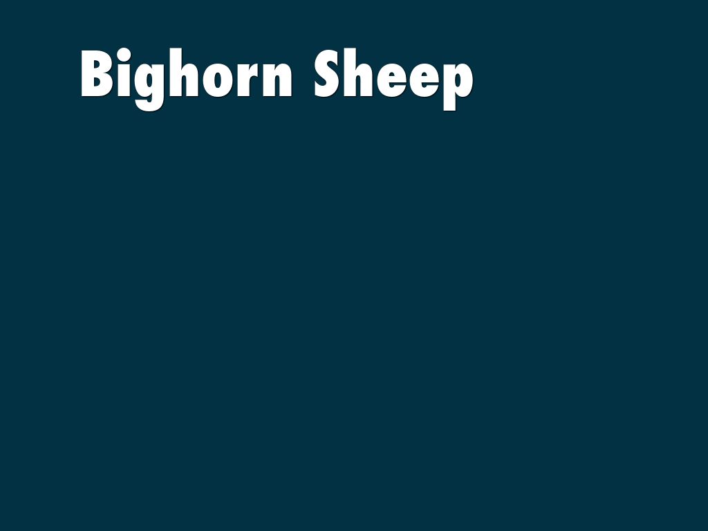 Bighorn sheep are large animals, they weigh from 55 kg to 90 kg. Bighorn sheep are fast and strong