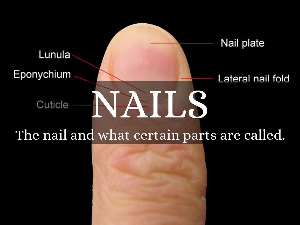 Integumentary System by alecstandifer22