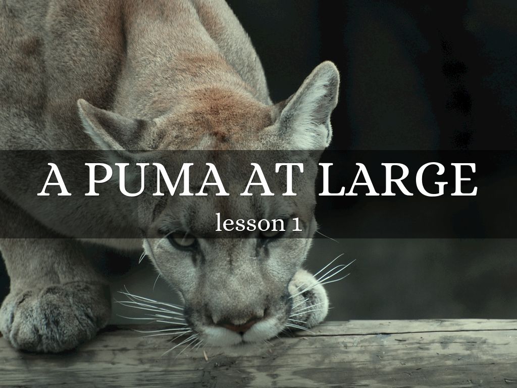 A puma at large by 闫 汉