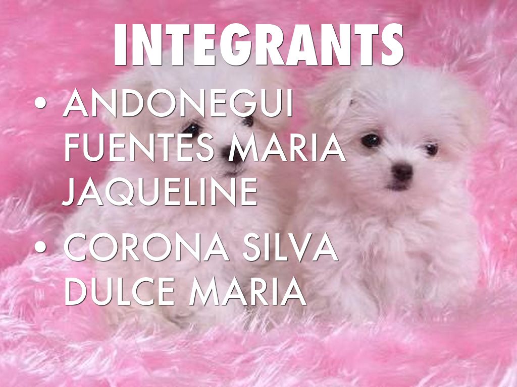 Copy of INTEGRANTS