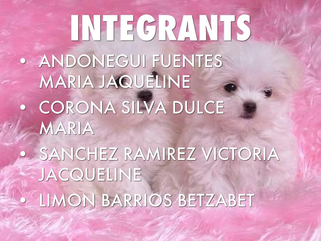 INTEGRANTS