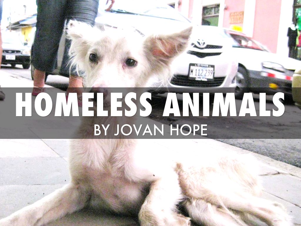 HOMELESS ANIMALS