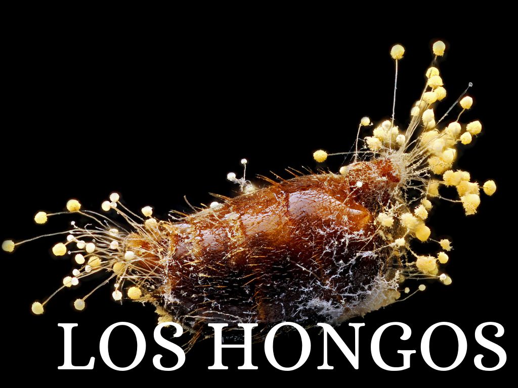 El Maravilloso Mundo De Los Hongos