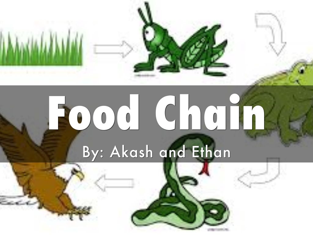 Food Chain