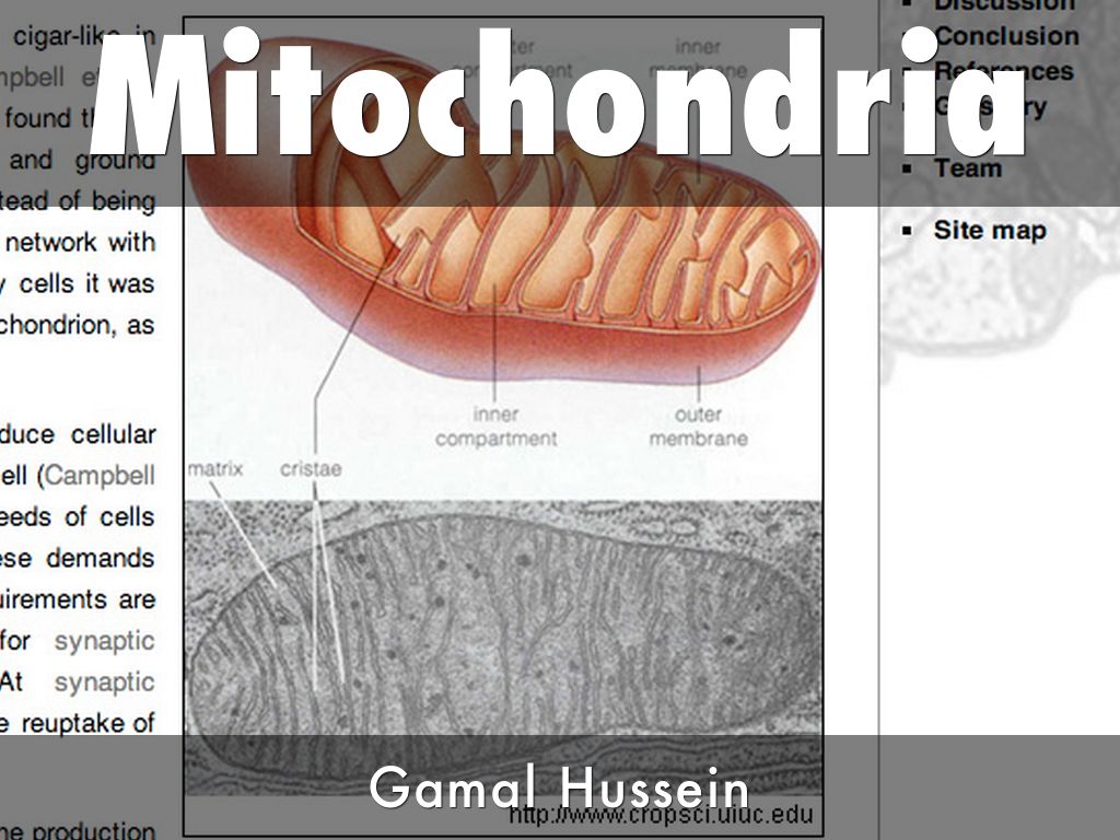 Mitochondria by Margaret