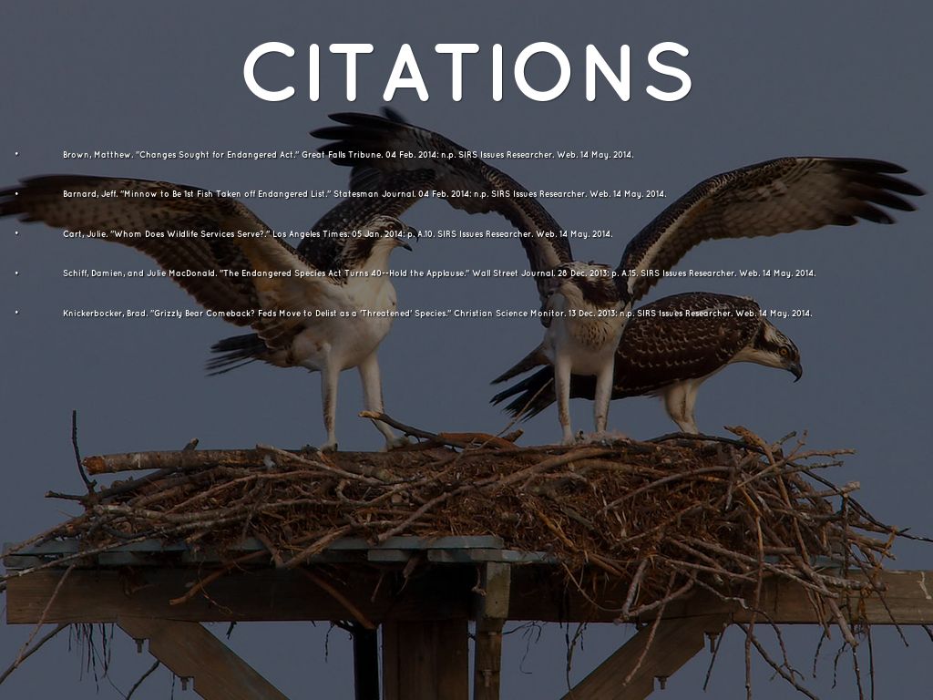 Feds consider lessened protections for manatee – Last Call for Corals, image size:1024x768