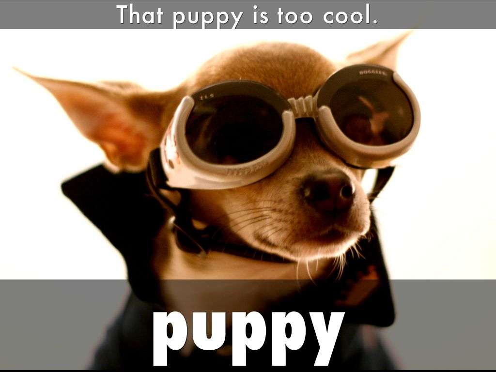 puppy