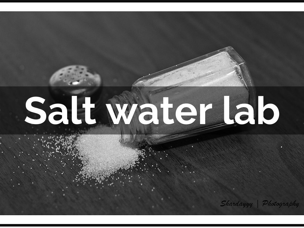 Salt water lab by ashhernandezchavar