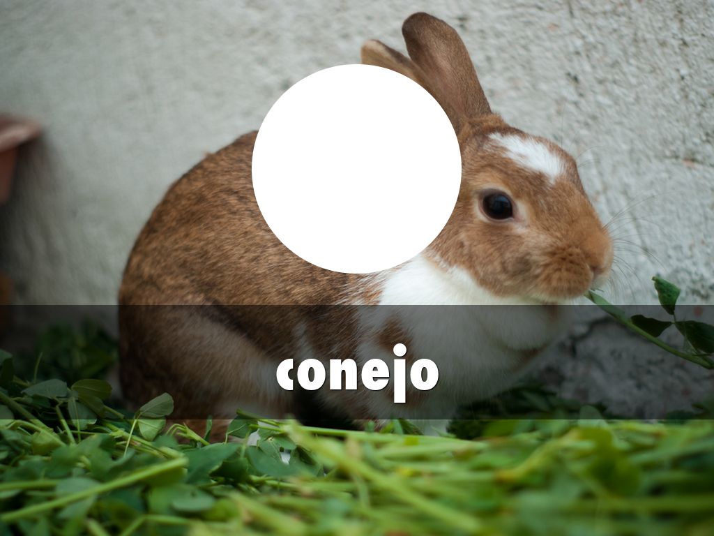 conejo