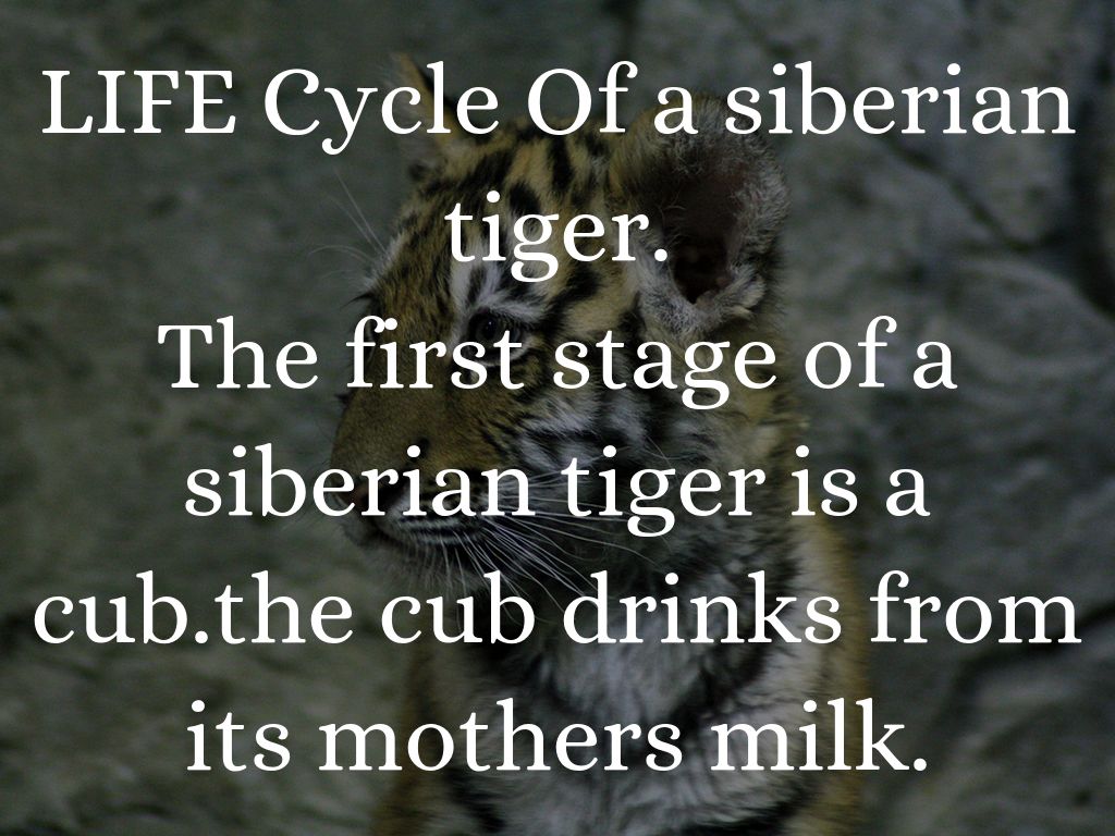 siberian tiger by 25isabellaharris