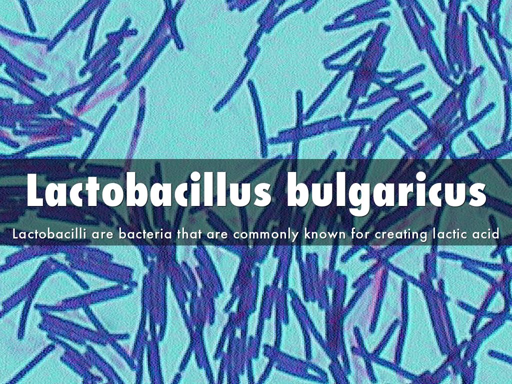 lactobacillus bulgaricus slide