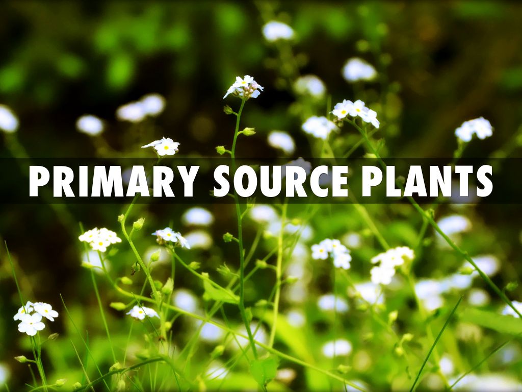 Primary Source Plants