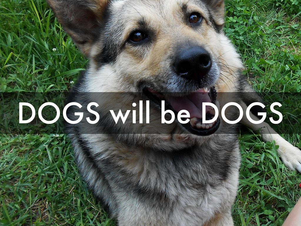 DOGS will be DOGS