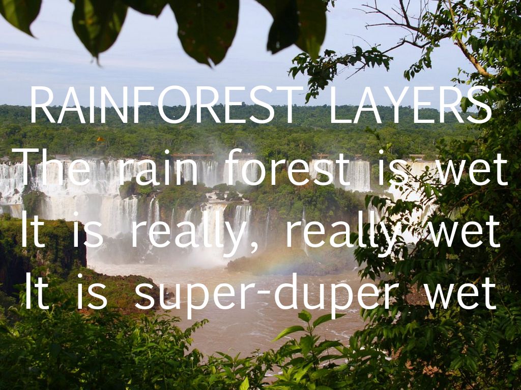 rainforest