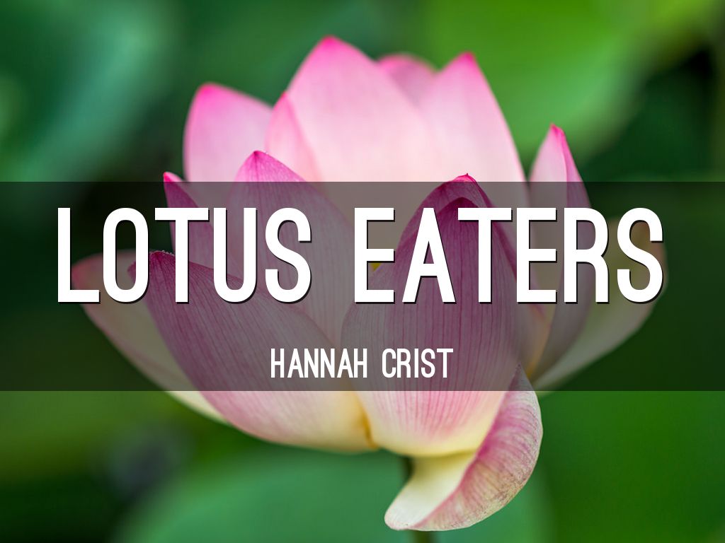 Lotus Eaters by Hannah Crist