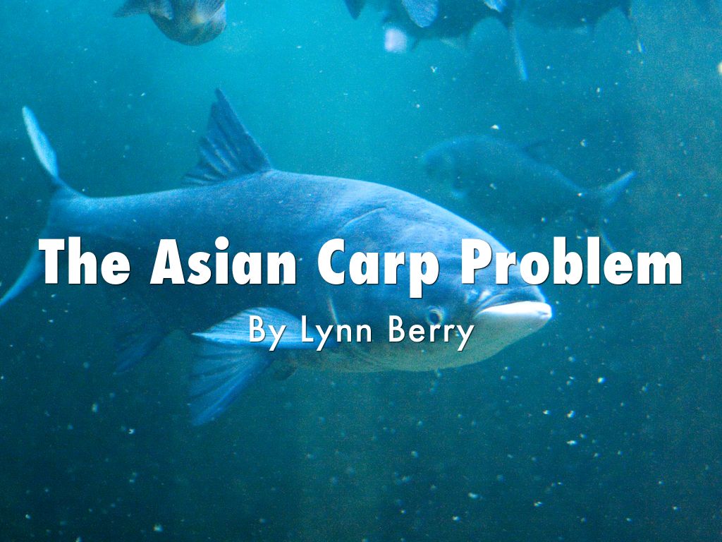 The Asian Carp Problem