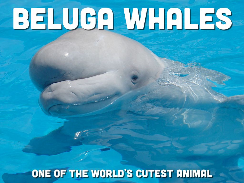 Beluga Whale