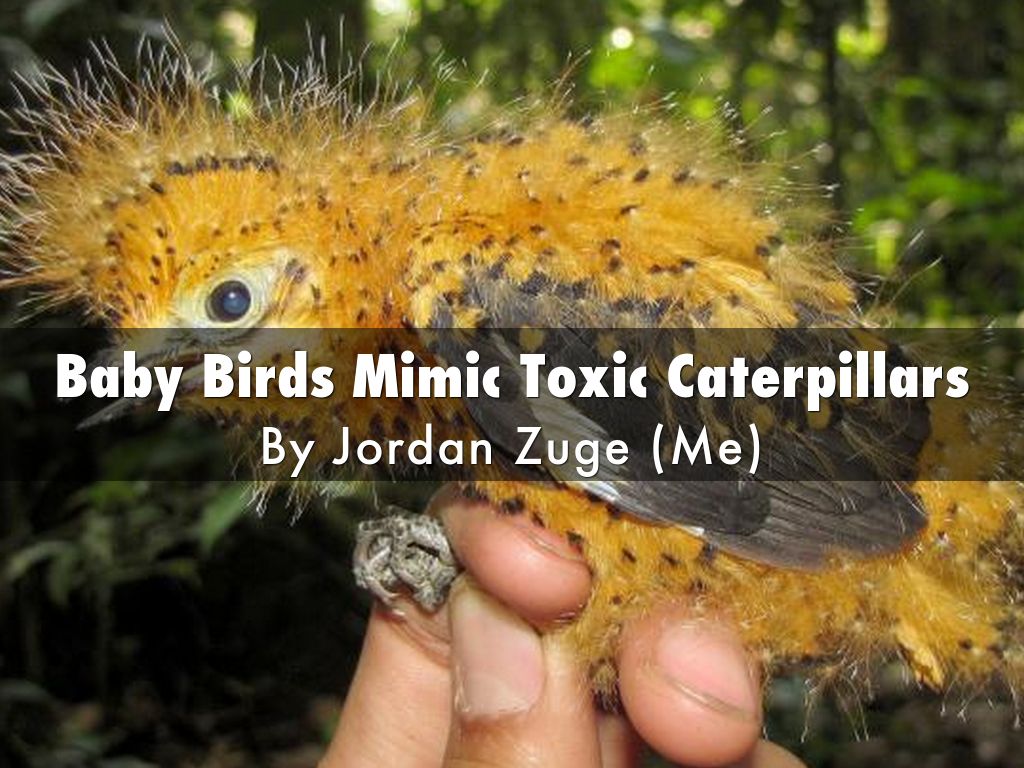 Baby Birds Mimic Toxic Caterpillars