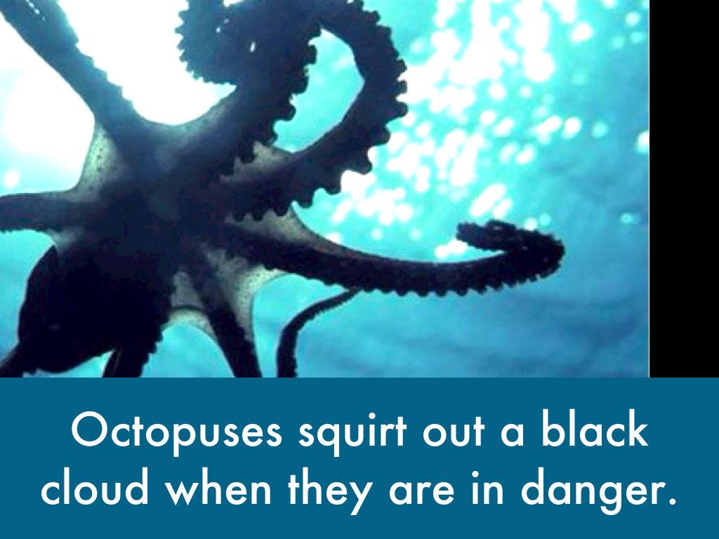 Learning About Octopuses by Patty Swider