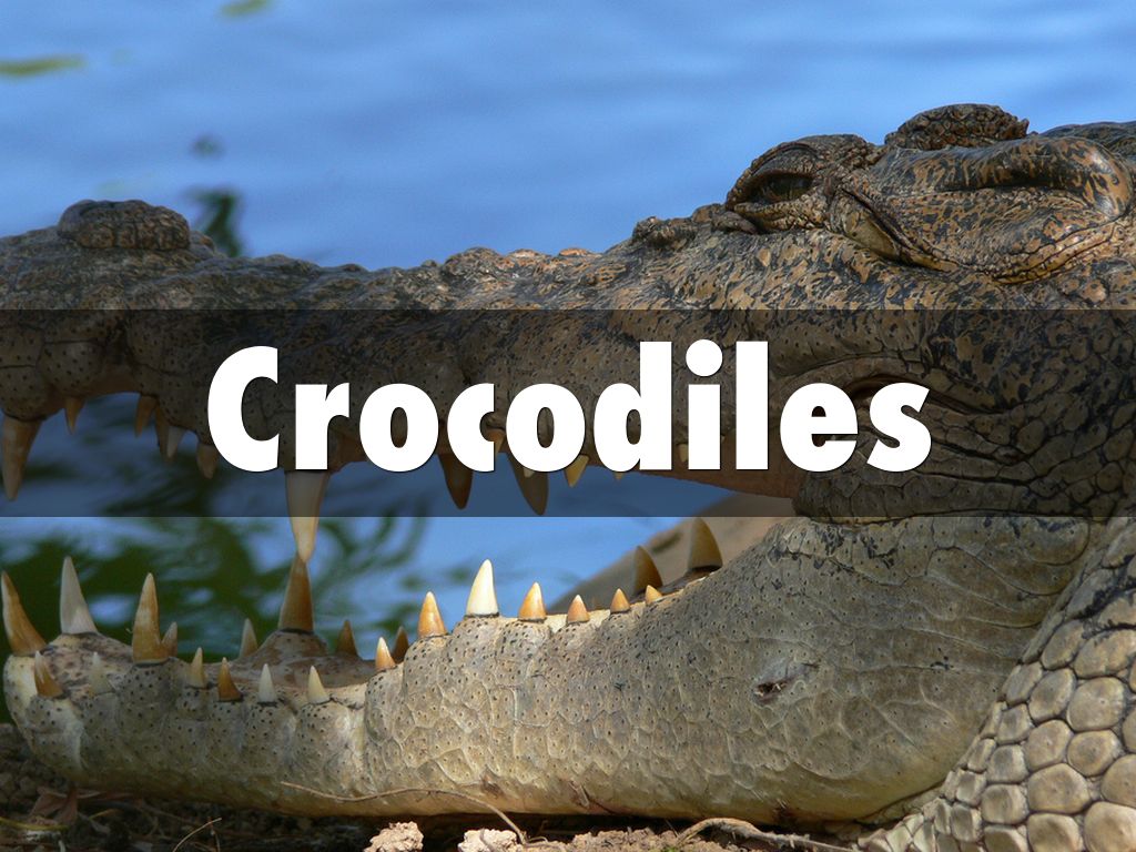 Crocodiles