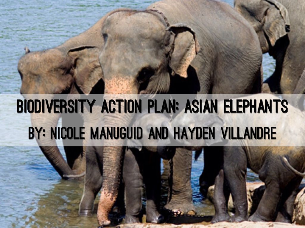 Copy of Biodiversity Action Plan