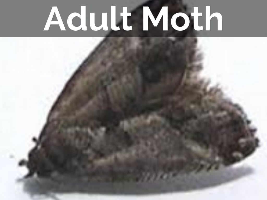 Mexican Jumping Bean Life Cycle by britta.hanson