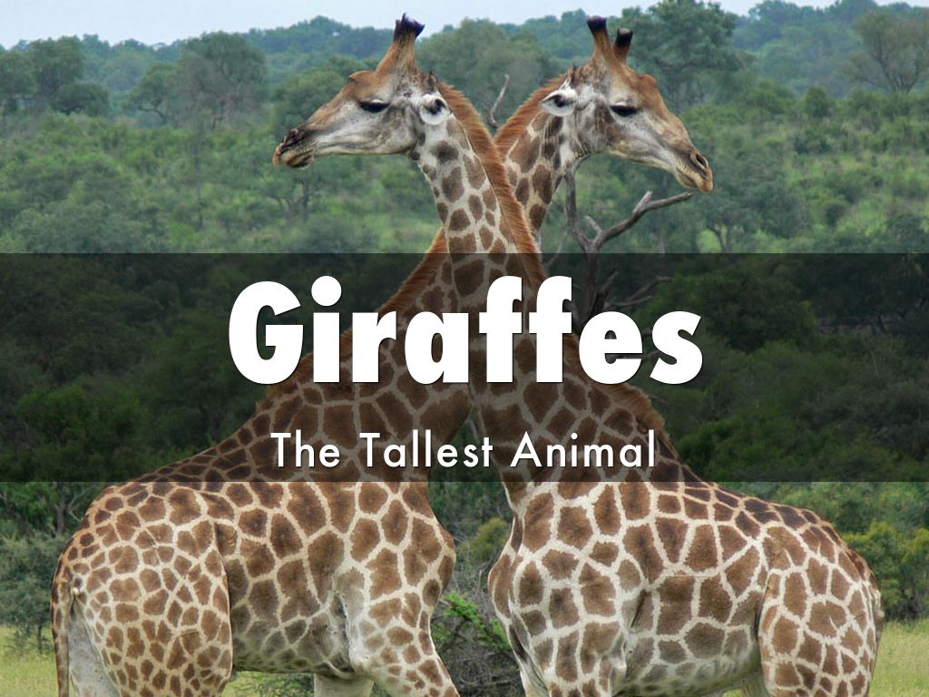 Giraffes